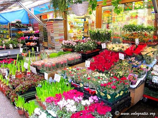 flowers market amsterdam