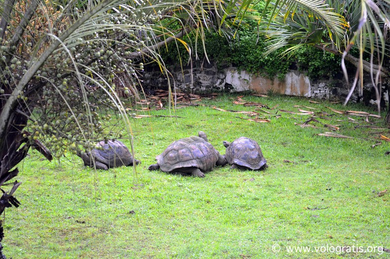 tartarughe mauritius