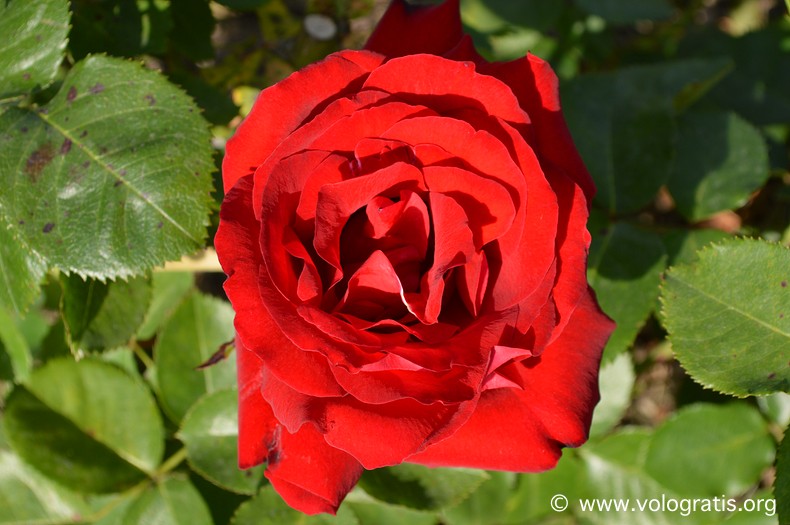 rosa roseto comunale roma