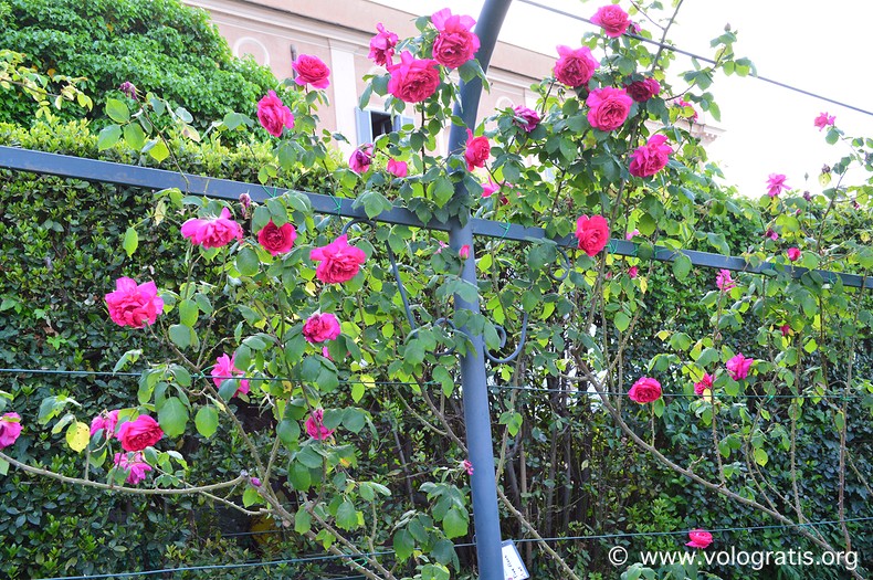 rose roseto comunale di roma