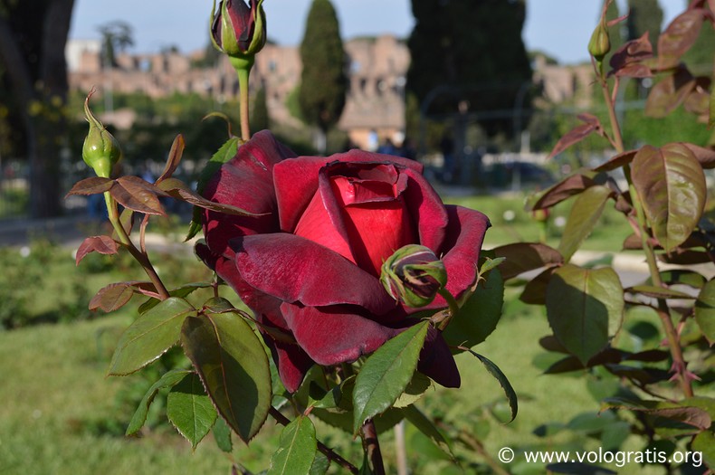 rosa rossa roseto comunale di roma