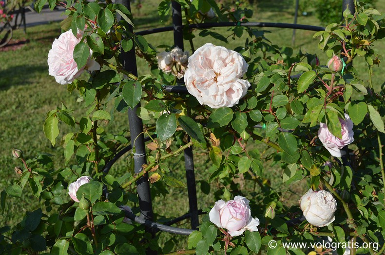 rose bianche roseto comunale di roma