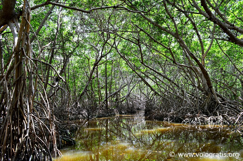 diario di viaggio yucatan celestun mangrovie