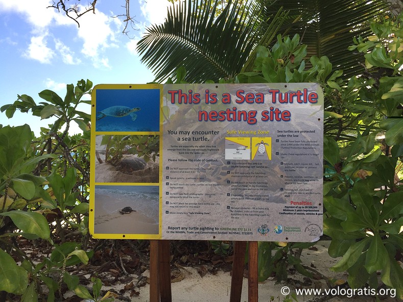 tartarughe marine seychelles
