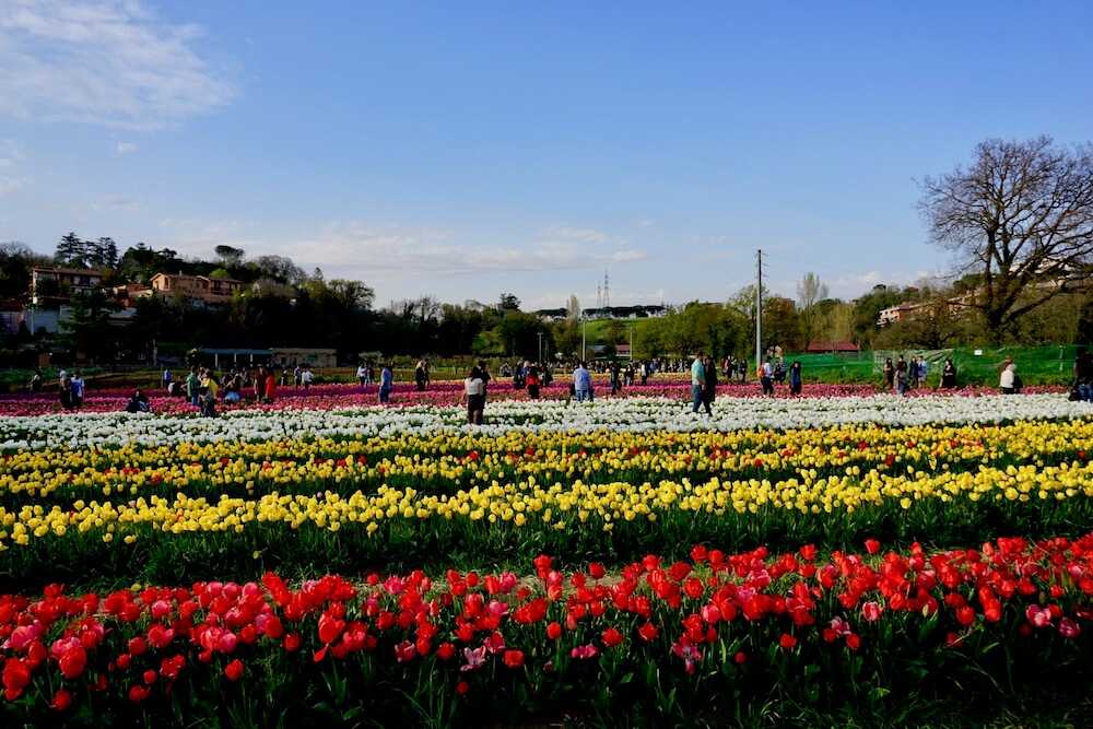 parco tulipani roma (3)