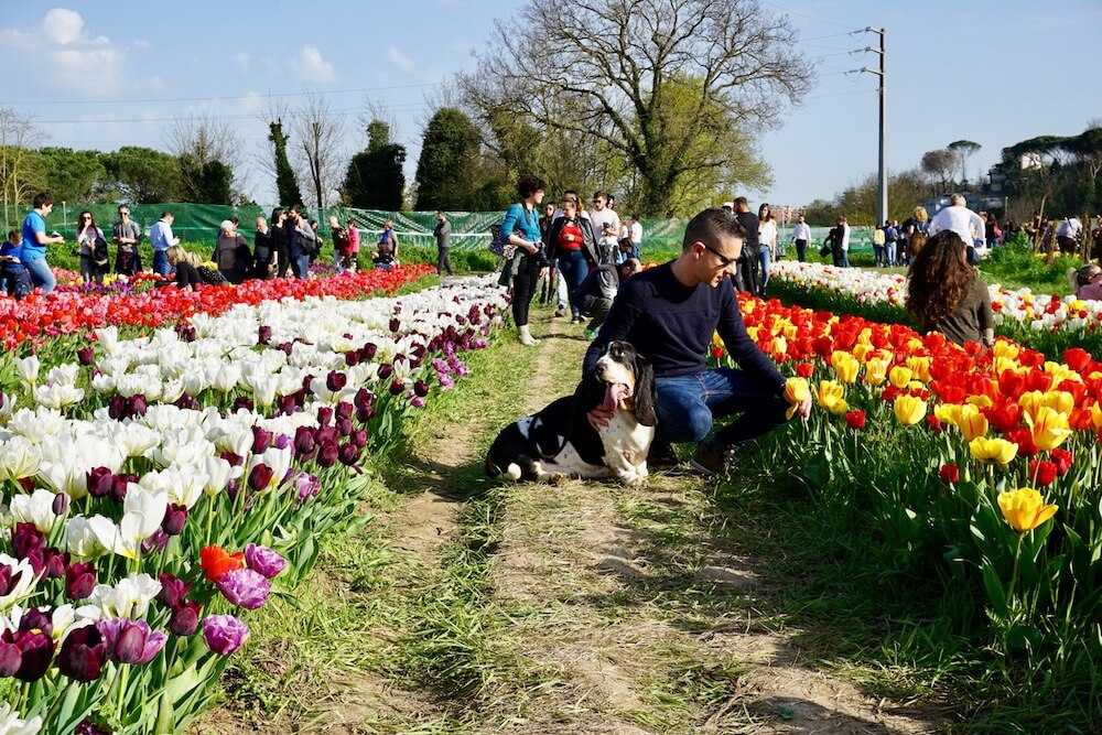 parco tulipani roma (4)