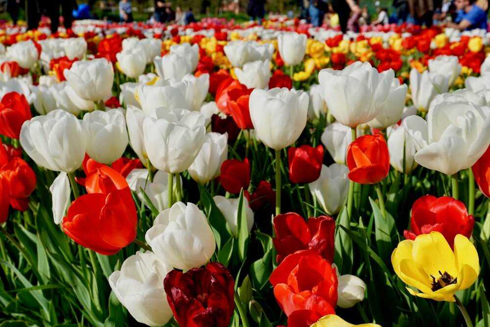 parco tulipani roma